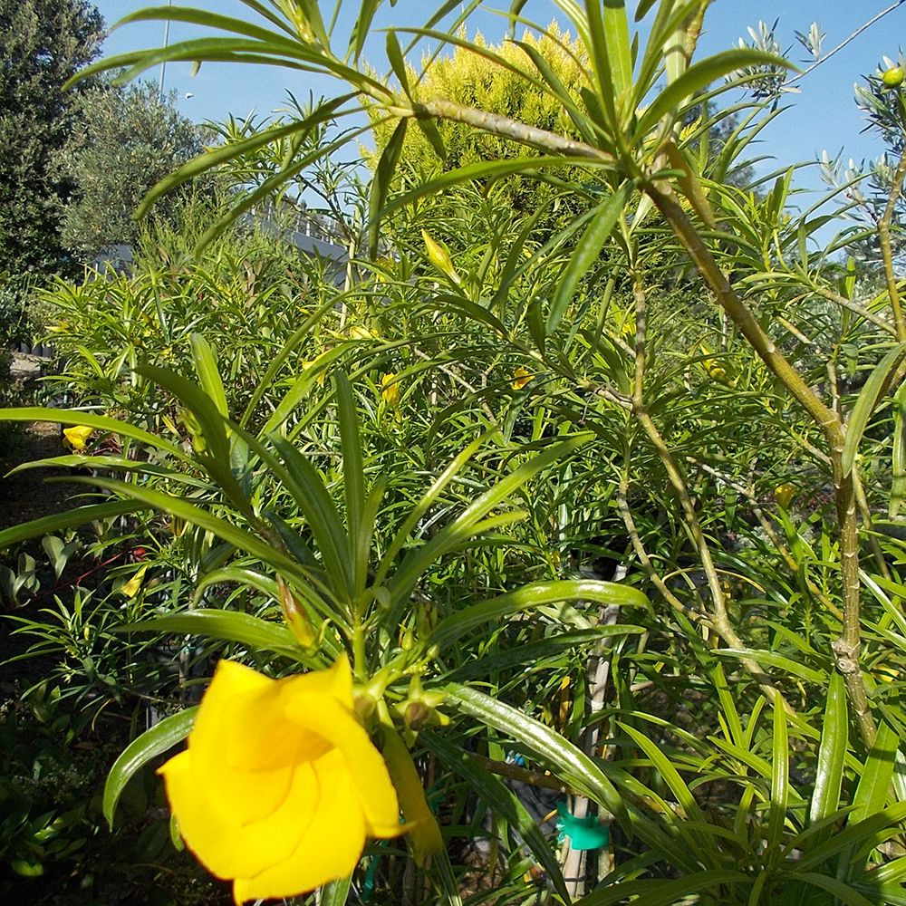 Thevetia flower seeds