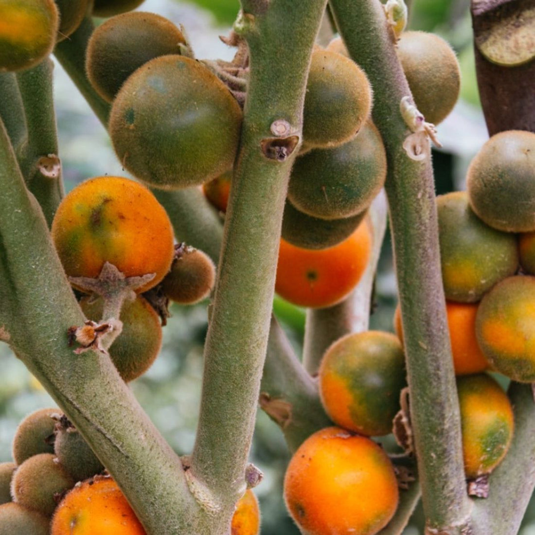 naranjilla fruit seeds