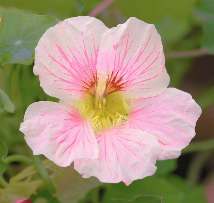 Pale Pink flower seeds