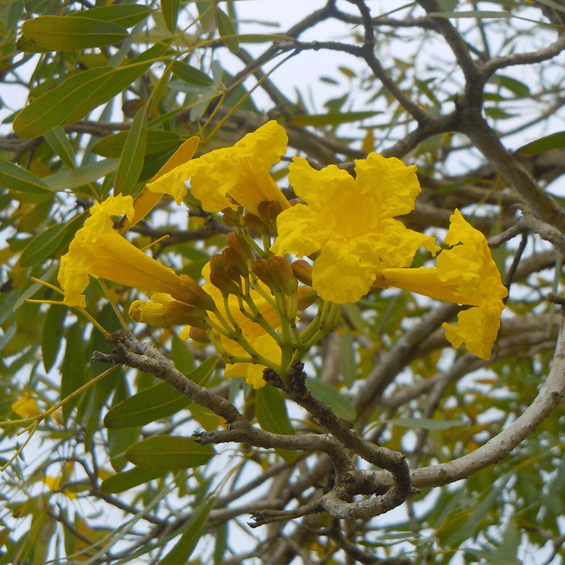 Caraiba Tabebuia plant