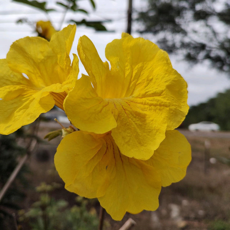 Caraiba Tabebuia plant