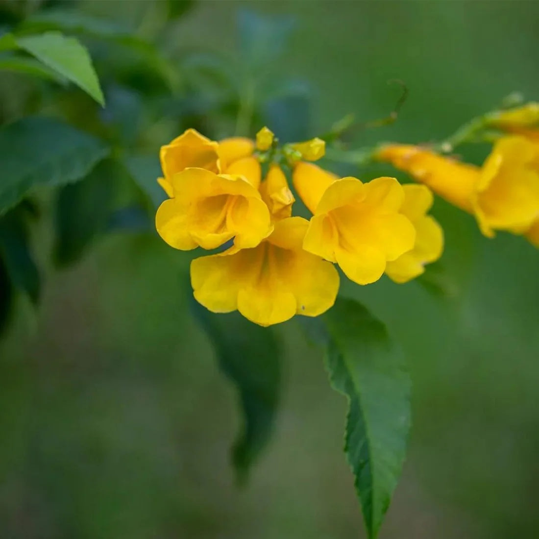 Caraiba Tabebuia plant