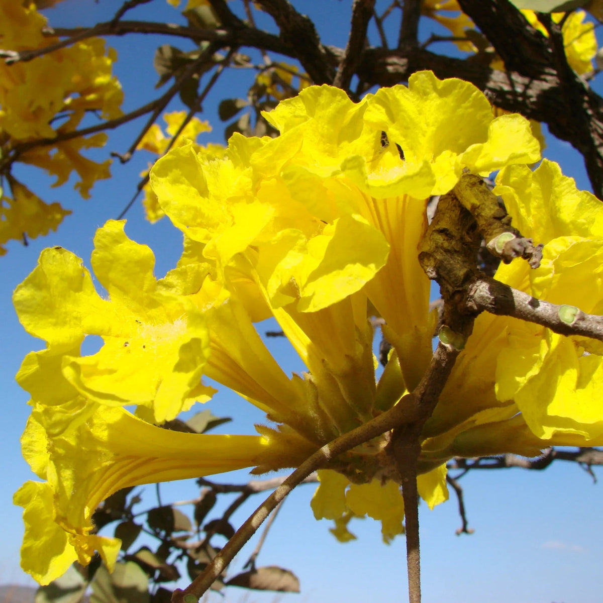 Caraiba Tabebuia plant