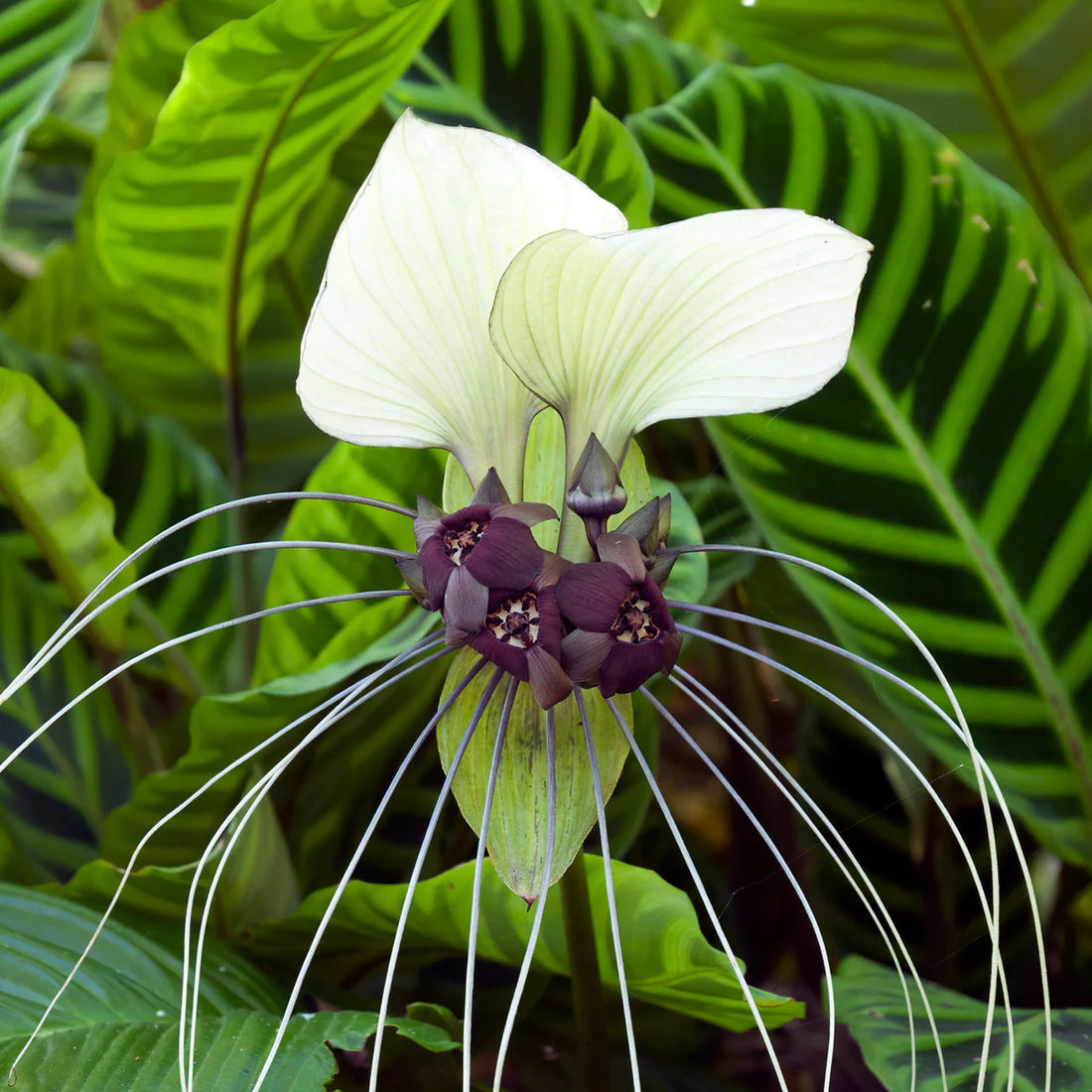 Tacca Nivea flower seeds