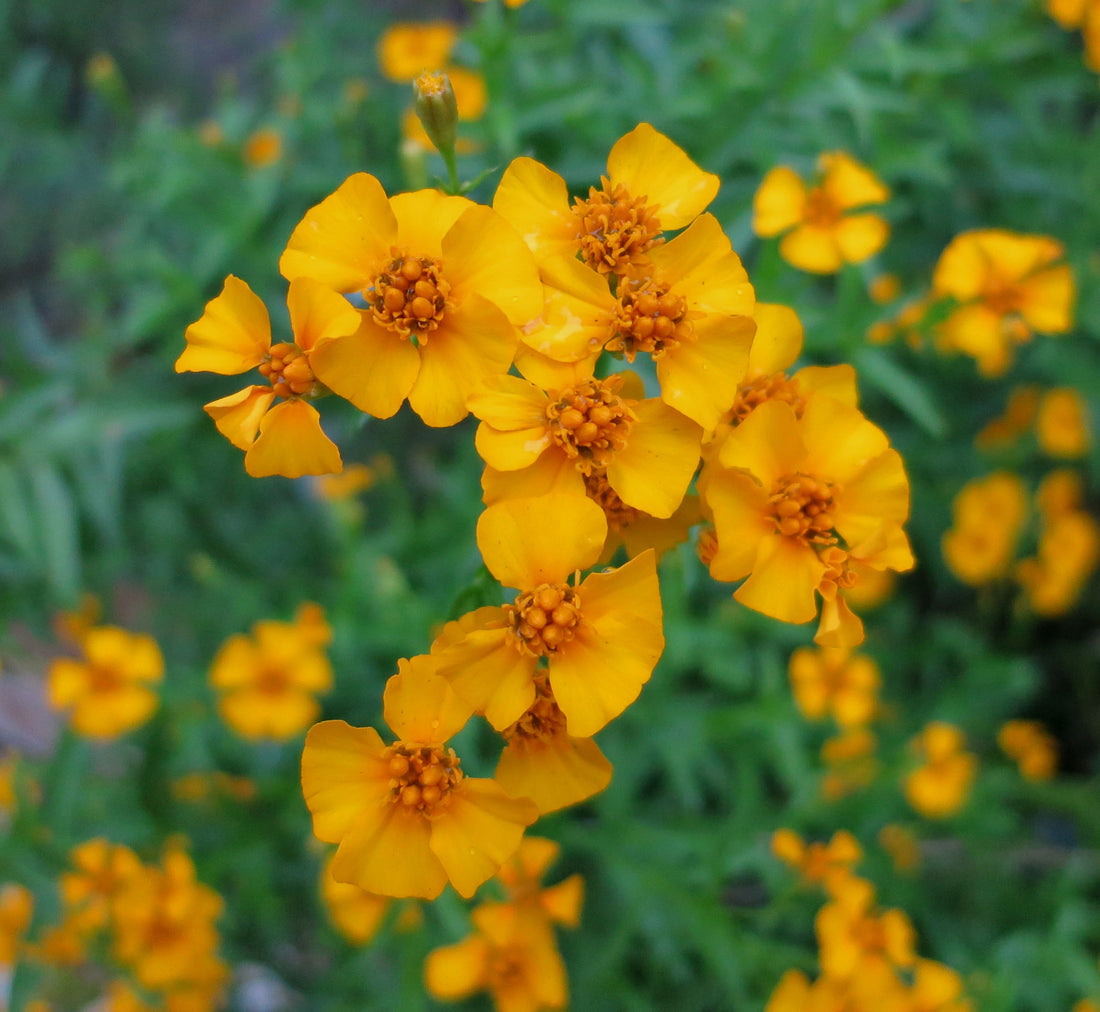 Tagetes Lucida flower seeds