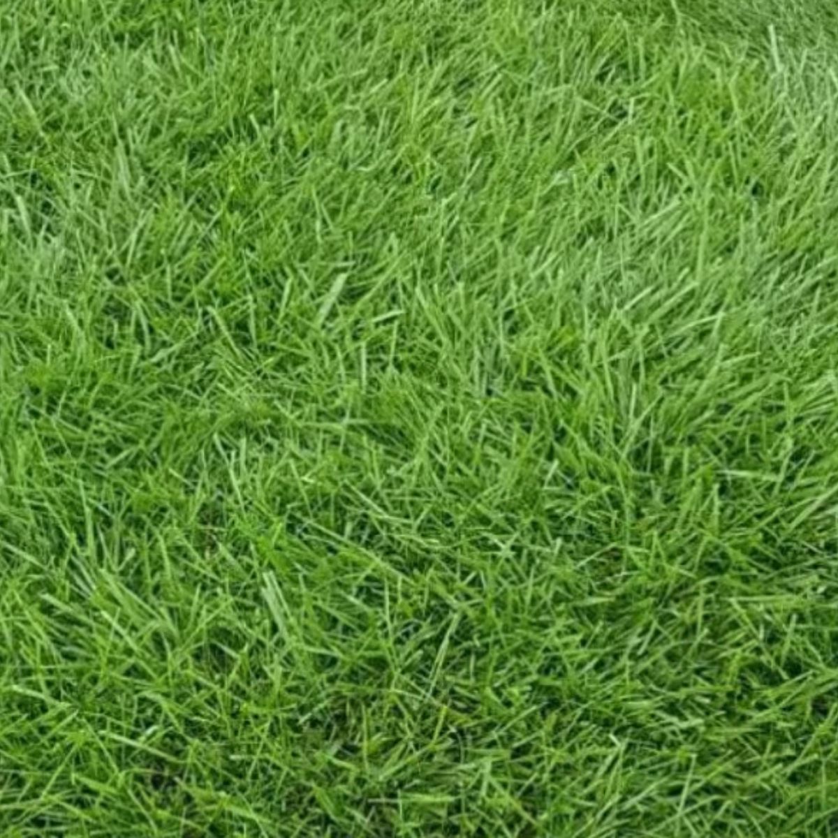 Tall Fescue Grass Seeds for planting and lawn cultivation