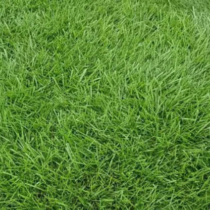 Tall Fescue Grass Seeds for planting and lawn cultivation