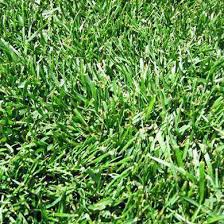 Tall Fescue Grass Seeds for planting and lawn cultivation