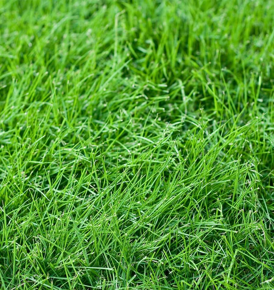 Tall Fescue Grass Seeds for planting and lawn cultivation