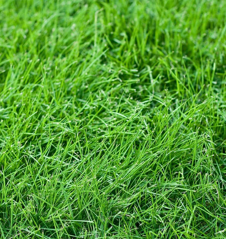 Tall Fescue Grass Seeds for planting and lawn cultivation