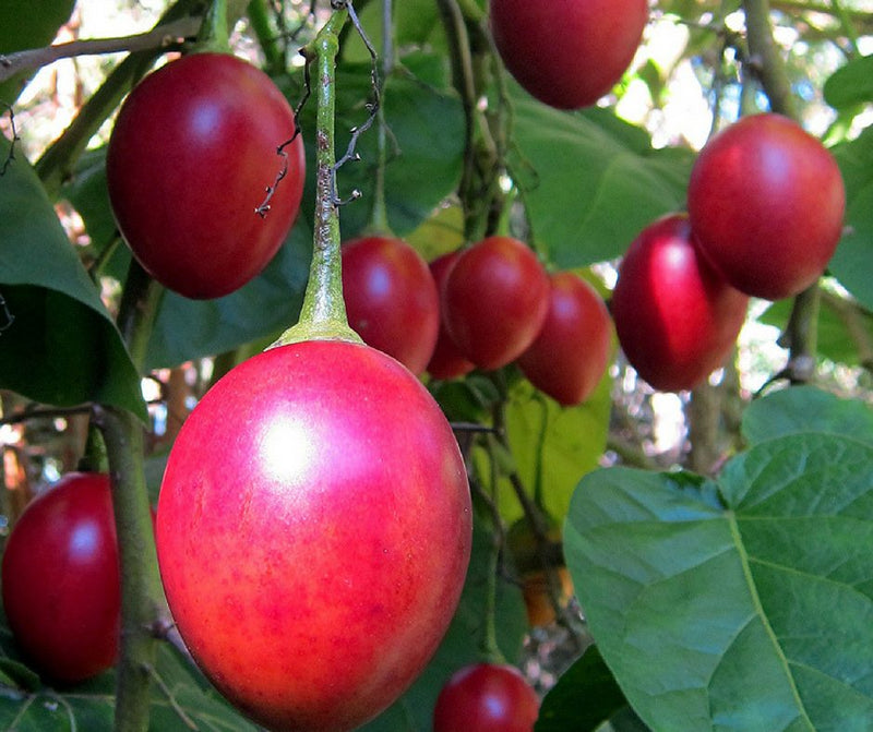 Tamarillo fruit seeds for planting and tree tomato garden plant
