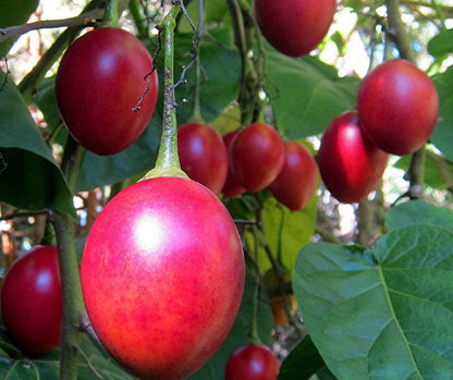 Tamarillo fruit seeds for planting and tree tomato garden plant