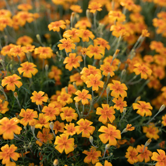 Tangerine Gem flower seeds