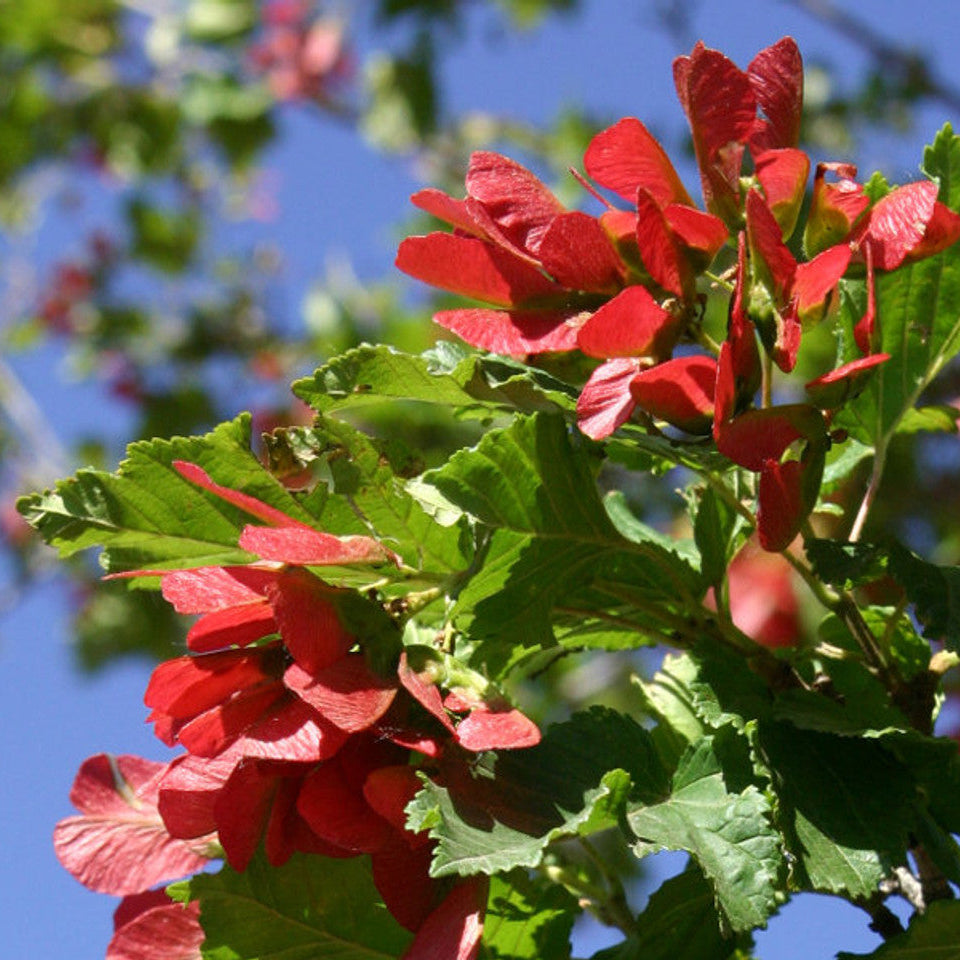 tataricum Tatarian Maple plant