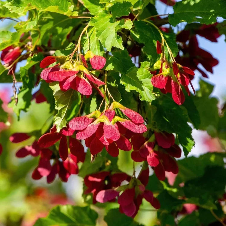 tataricum Tatarian Maple plant