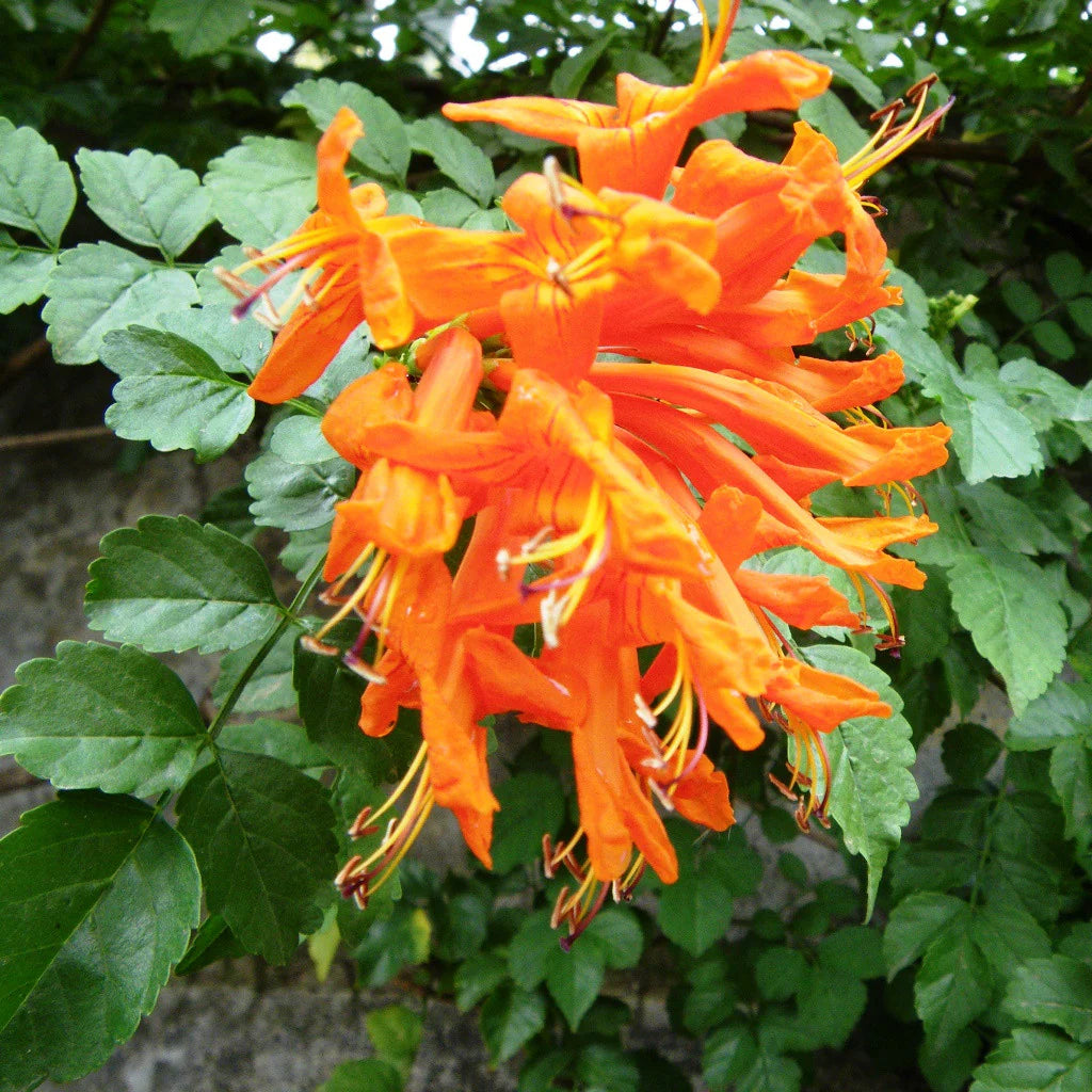 Cape Honeysuckle flower seeds
