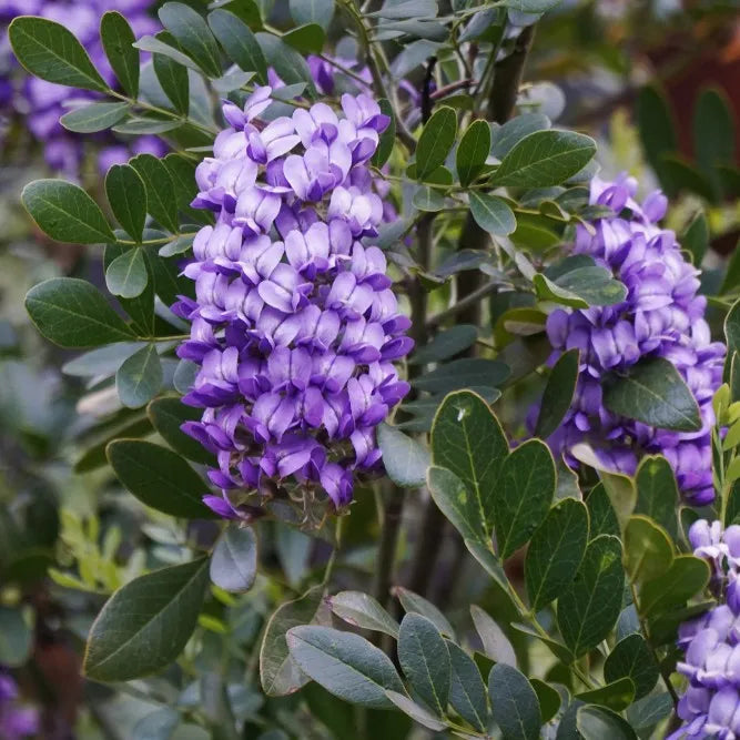 Texas Mountain flower seeds