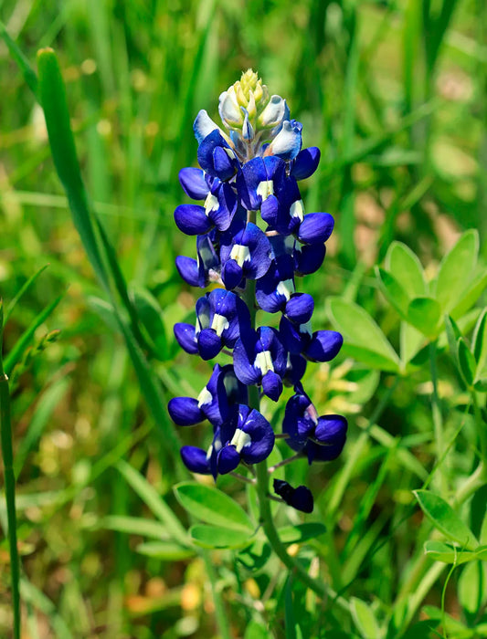 Blue Bonnet flower seeds