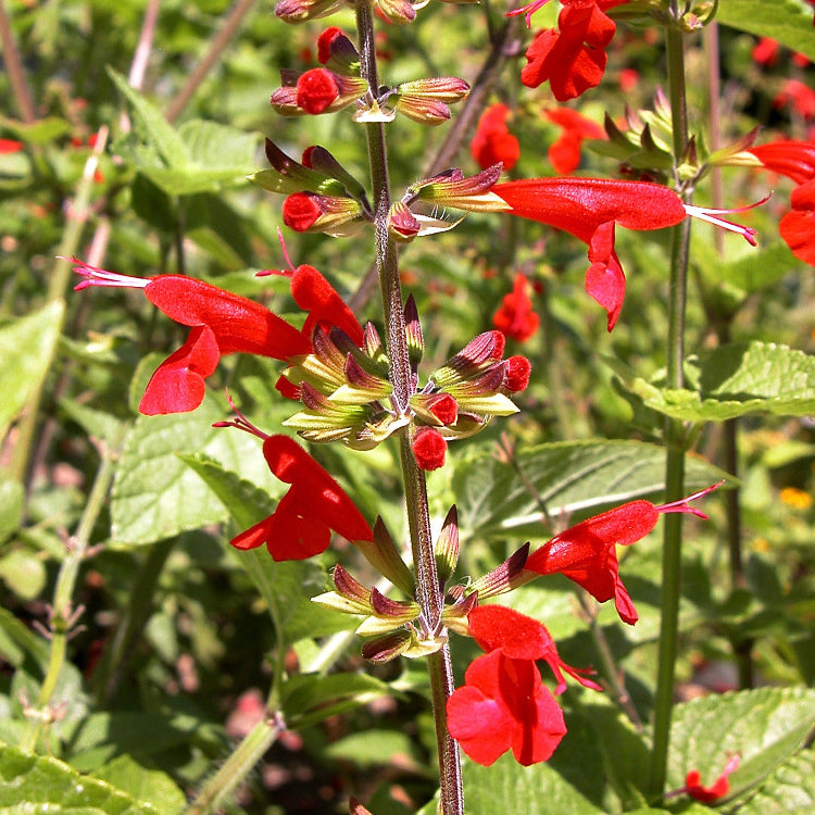 Coccinea Salvia plant