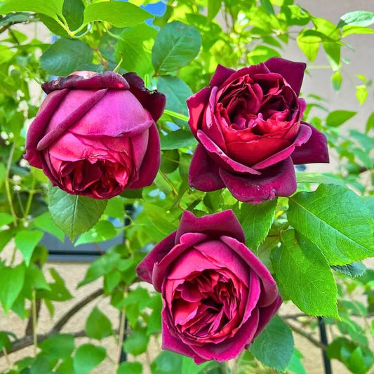 Oklahoma Rose Seeds for Planting – Deep Red Hybrid Tea Rose Flower