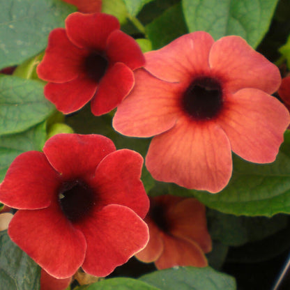 Red Thunbergia Alata plant