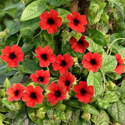 Red Thunbergia Alata plant