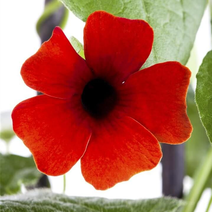 Red Thunbergia Alata plant