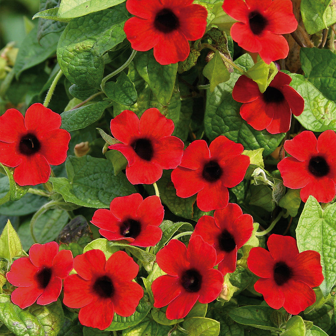 Thunbergia Alata flower seeds