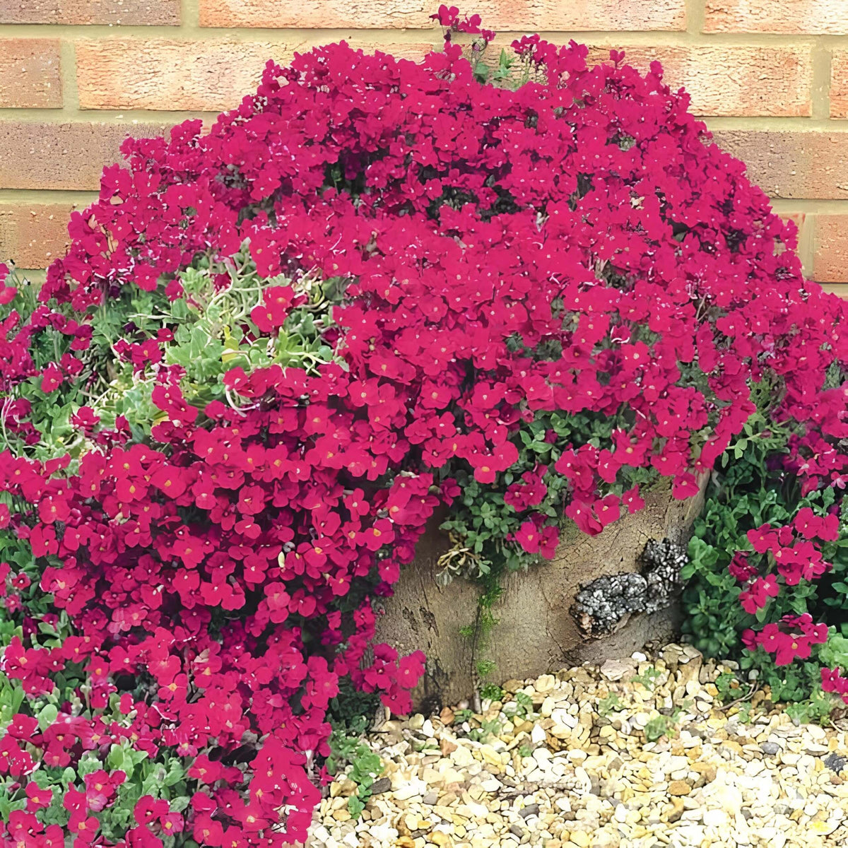 Pink Creeping Thyme plant