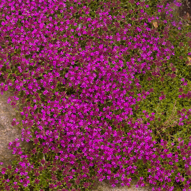 Pink Creeping Thyme plant