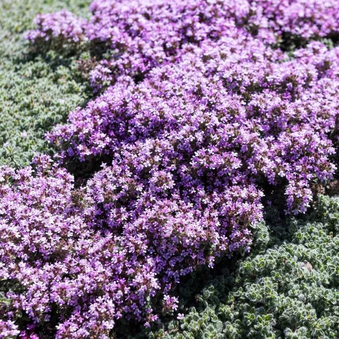 Creeping Thyme plant
