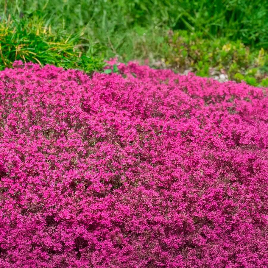 Pink Creeping Thyme plant
