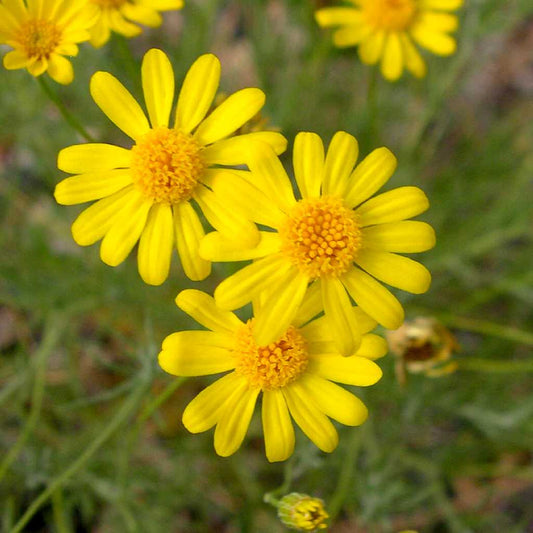 Yellow Thymophylla flower seeds
