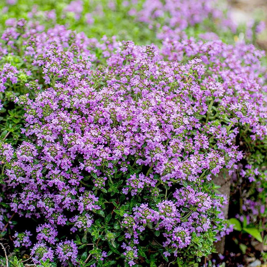 Violet Serpyllum flower seeds