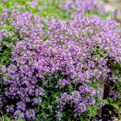 Violet Serpyllum flower seeds
