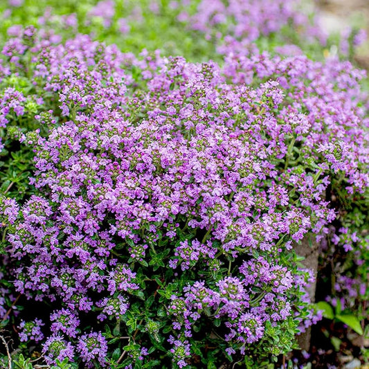 Violet Serpyllum flower seeds