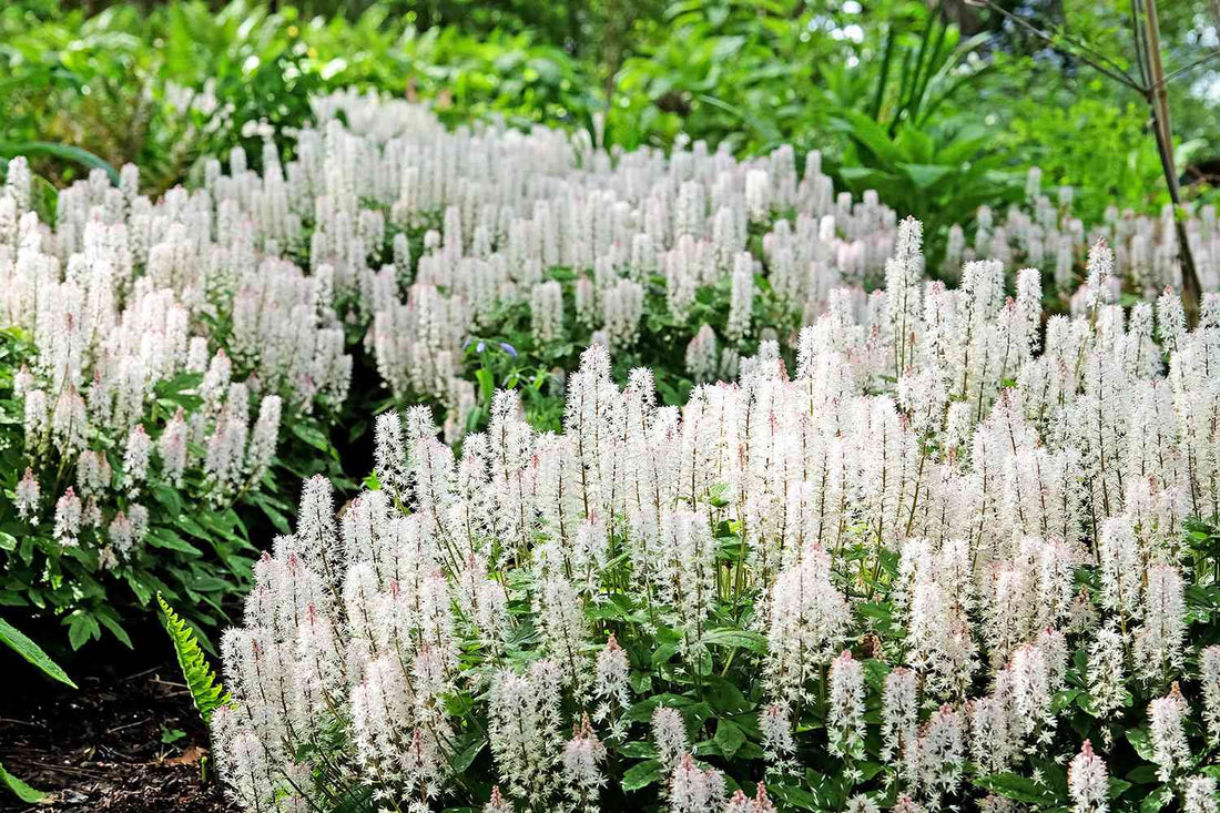 White Tiarella flower seeds