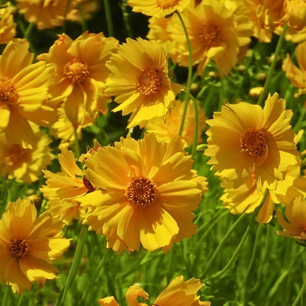 Bright Tickseed plant