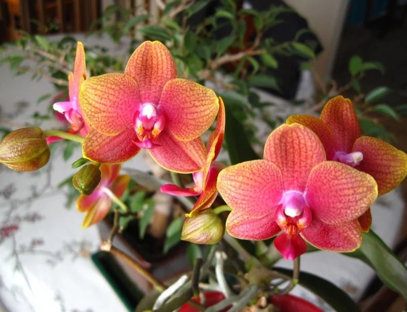 Orange Phalaenopsis flower seeds