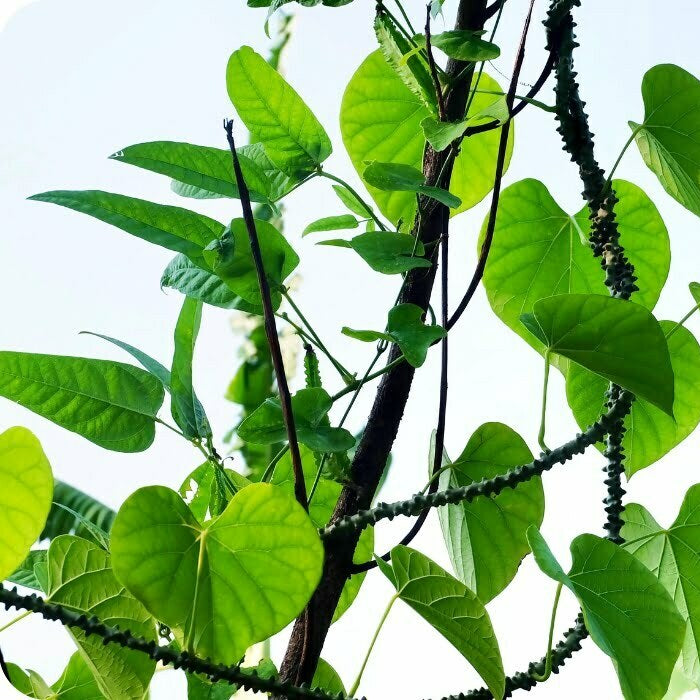 Tinospora plant