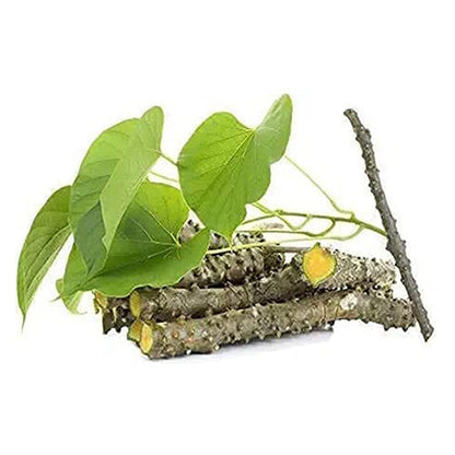 Tinospora plant