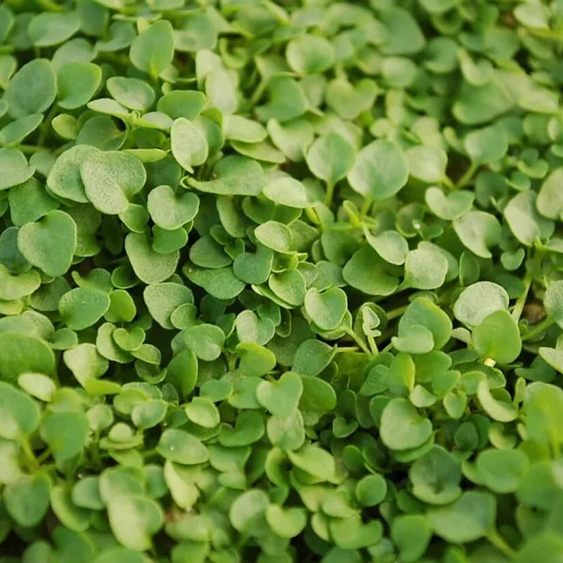 Mint Ground Cover plant