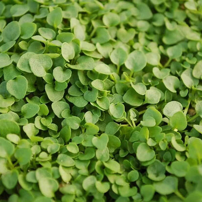 Mint Ground Cover plant