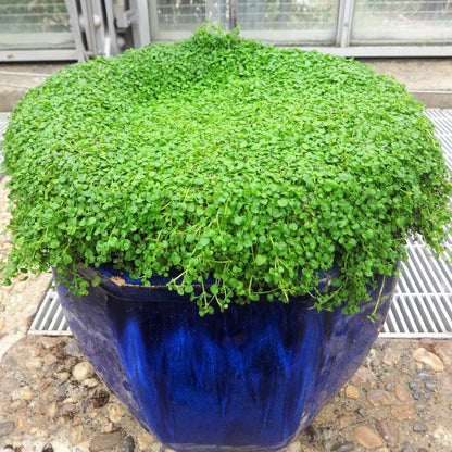 Mint Ground Cover plant