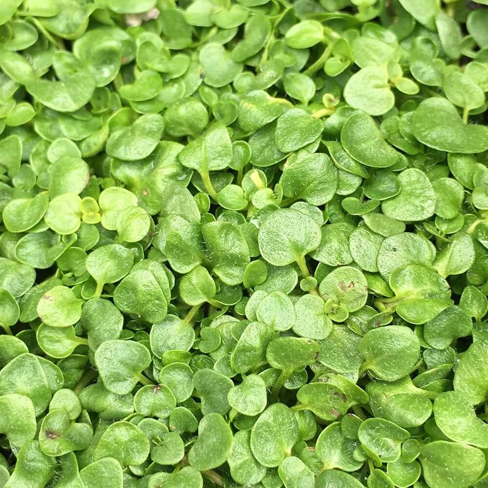 Mint Ground Cover plant
