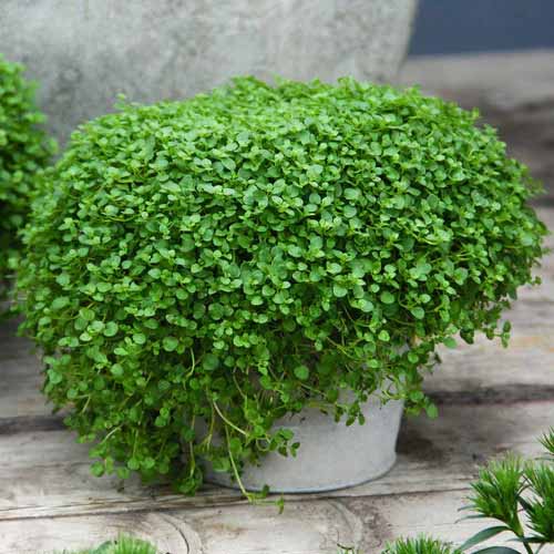Mint Ground Cover plant