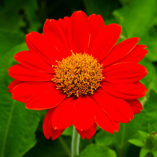 Mexican Sunflower flower seeds