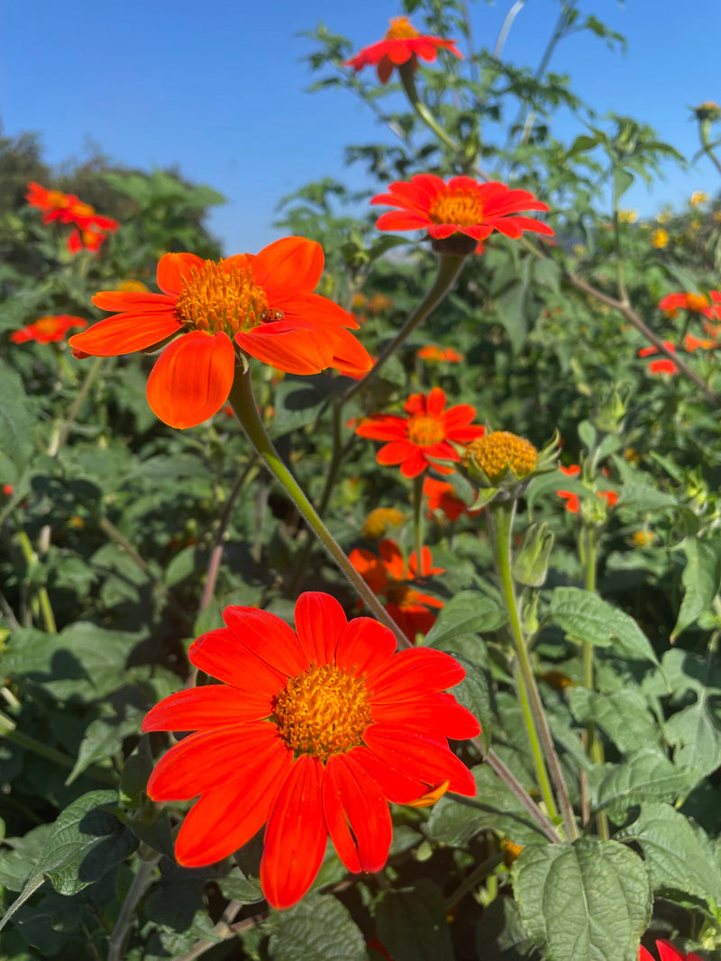 Orange Tithonia Flower Seeds for Planting – Heirloom Non-GMO Garden Seeds