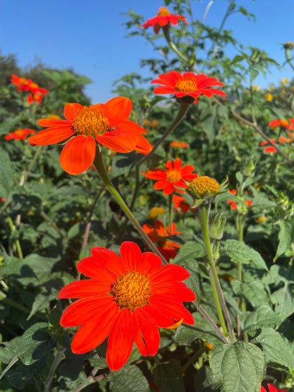 Orange Tithonia Flower Seeds for Planting – Heirloom Non-GMO Garden Seeds