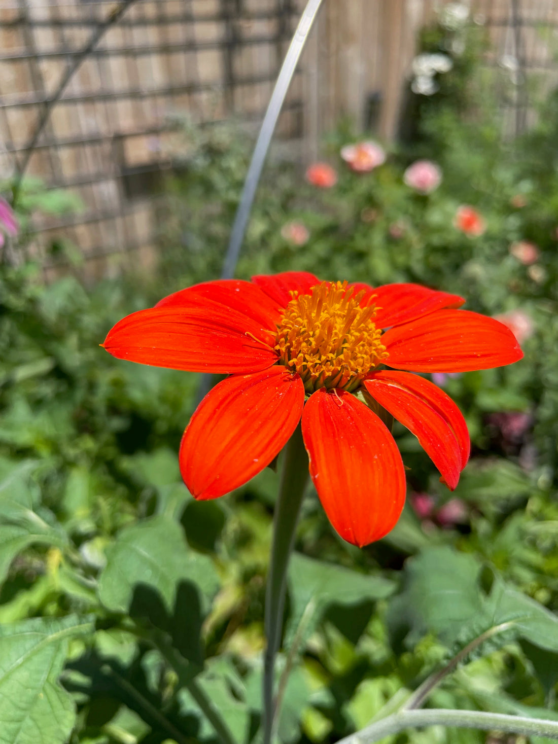 Red Tithonia flower seeds